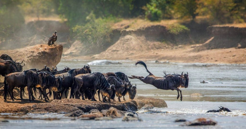3-Day Thrilling Budget Safari In Serengeti National Park