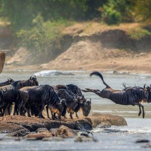 3-Day Thrilling Budget Safari In Serengeti National Park