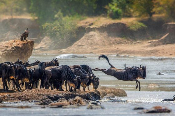 3-Day Thrilling Budget Safari In Serengeti National Park