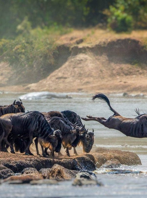 3-Day Thrilling Budget Safari In Serengeti National Park