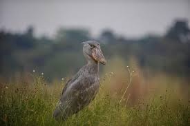 5-Day Luxury Shoebill & Murchison Thrilling Tour