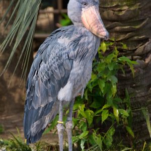 5-Day Mid-Range Shoebill & Murchison Thrilling Tour