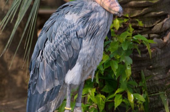 5-Day Mid-Range Shoebill & Murchison Thrilling Tour