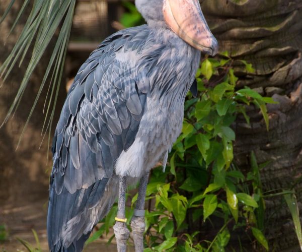 5-Day Mid-Range Shoebill & Murchison Thrilling Tour