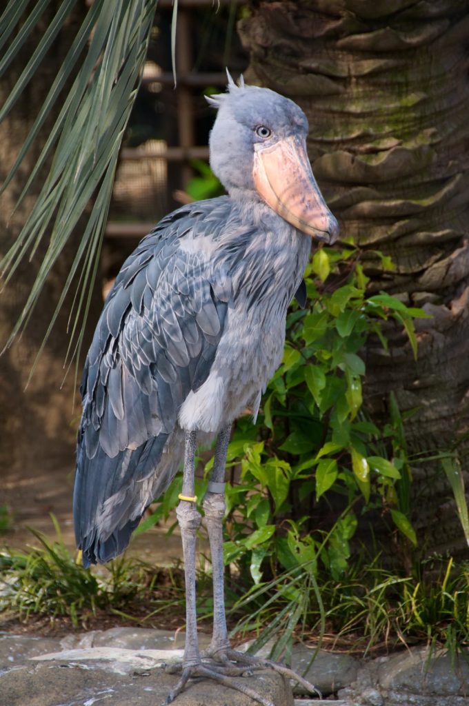 5-Day Mid-Range Shoebill & Murchison Thrilling Tour