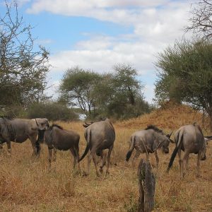 2-Day Thrilling Budget Tarangire & Ngorongoro Safari