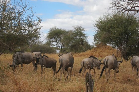 2-Day Thrilling Budget Tarangire & Ngorongoro Safari