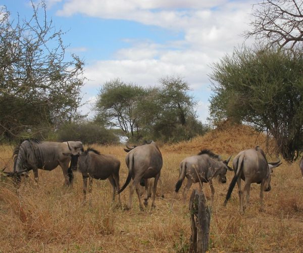 2-Day Thrilling Budget Tarangire & Ngorongoro Safari