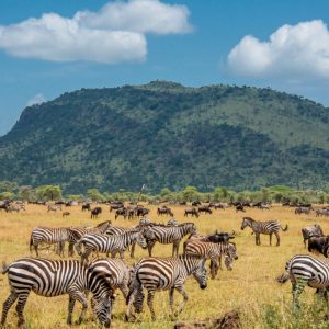 2-Day Thrilling Mid-Range Tarangire & Ngorongoro Safari