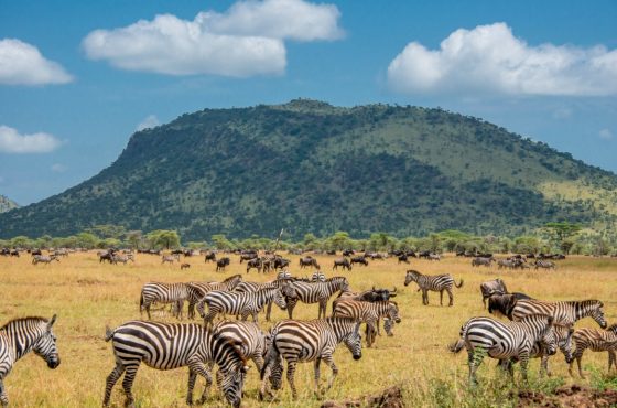 2-Day Thrilling Mid-Range Tarangire & Ngorongoro Safari