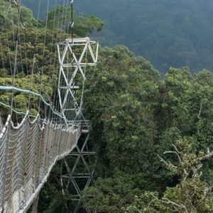 The-Canopy-walkway