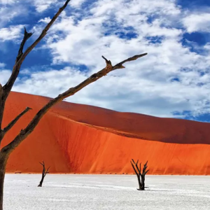 9-Day Best Scenic Namibia Fly In Safari, Quiver Tree Forest Tours