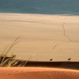 Cape Cross Seal Colony Tours