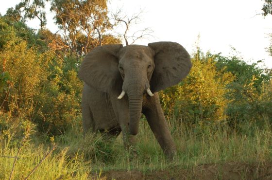 9-Day Incredible Mid-Range Tour To Zambia