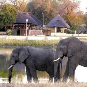 Lower Zambezi Elephants