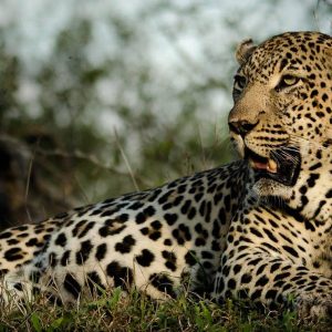 9-Day Incredible Luxury Tour To Zambia