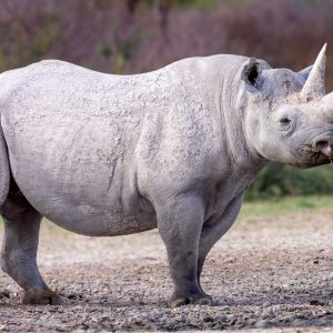 3-Day Mkomazi National Park Thrilling Tour