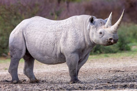 3-Day Mkomazi National Park Thrilling Tour