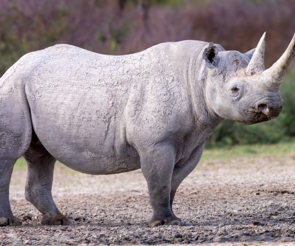 3-Day Mkomazi National Park Thrilling Tour