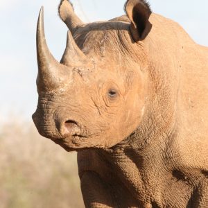 Rhino