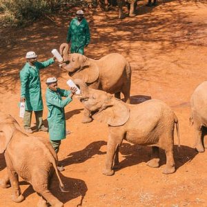 Sheldrick Wildlife Trust