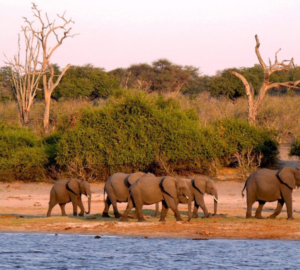 CHobe botswana boat ride chobe