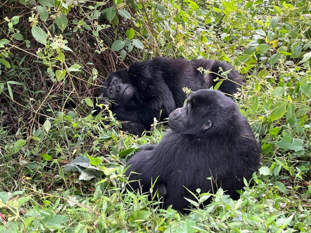 7-Day Amazing Budget Gorilla And Chimpanzee Trekking Safari