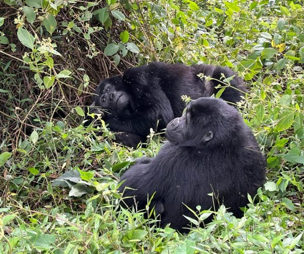 7-Day Amazing Budget Gorilla And Chimpanzee Trekking Safari