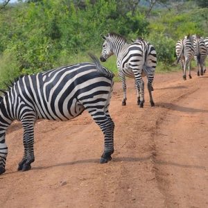 3-Day Thrilling Lake Mburo Mid-Range Safari