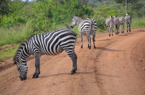 3-Day Thrilling Lake Mburo Mid-Range Safari
