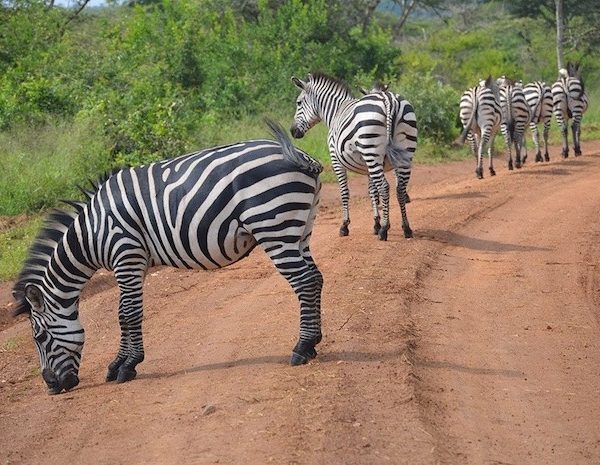 3-Day Thrilling Lake Mburo Mid-Range Safari