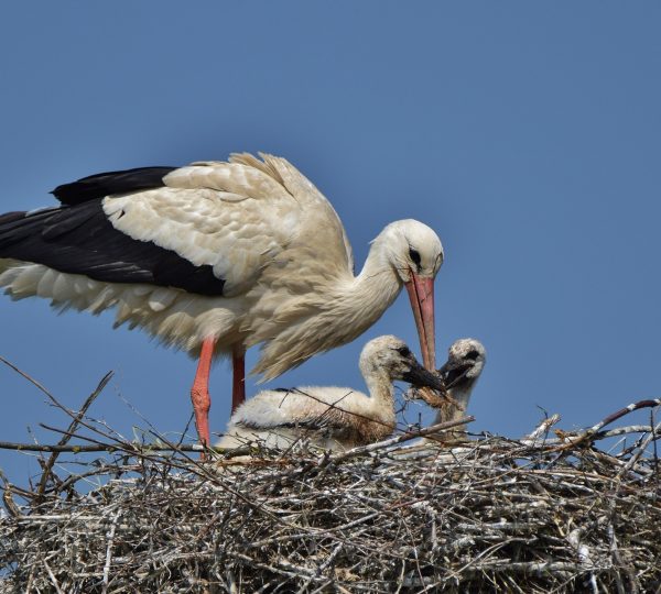 birding hides in South Africa